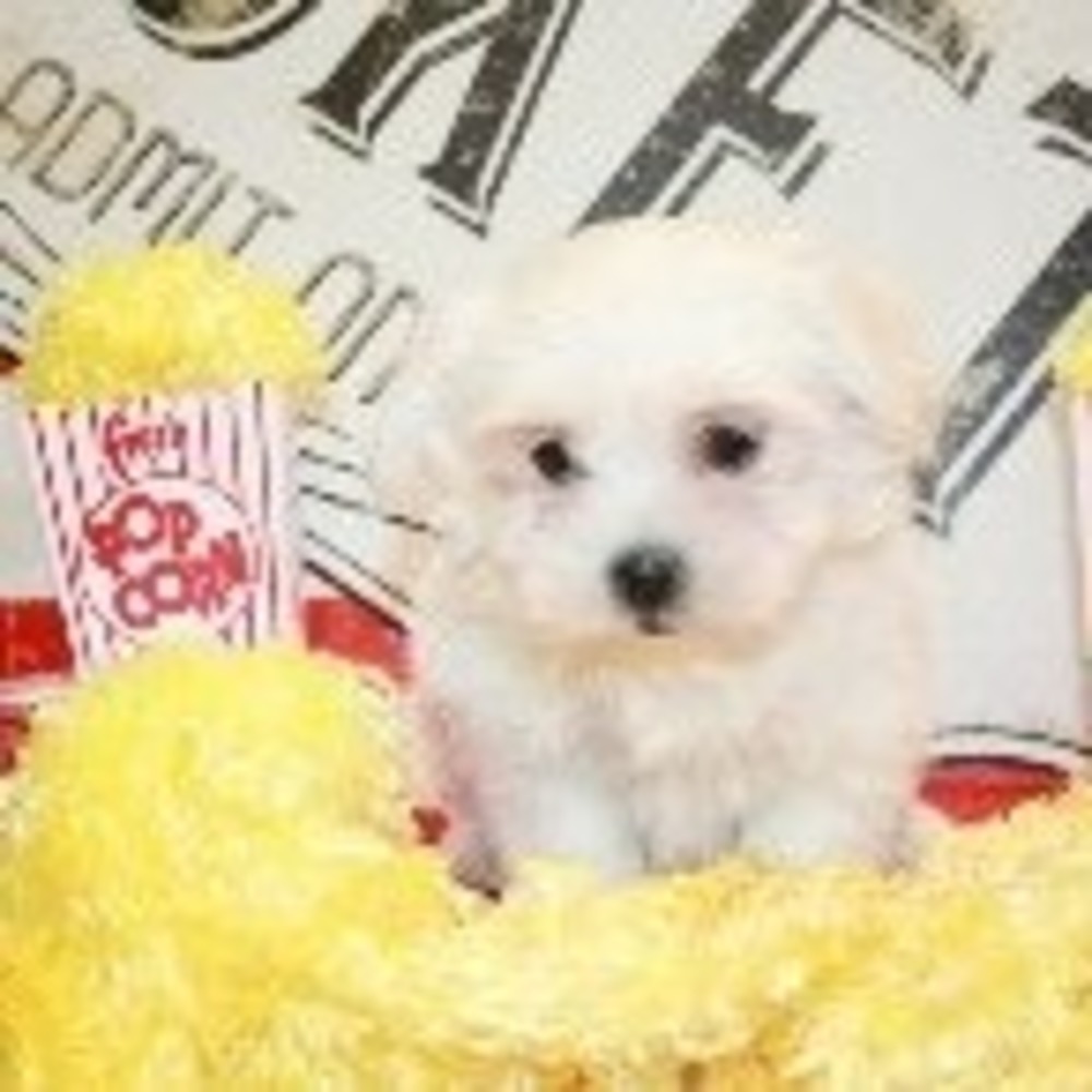 Meet your Posher, Kristi